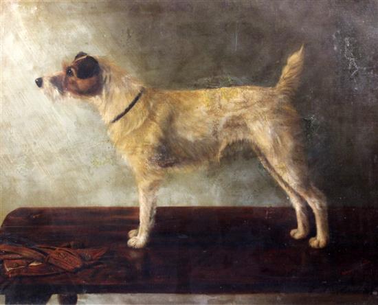 Adrienne Lester (20thC) Portrait of a Parsons Jack Russell terrier, standing upon a table, 28 x 36in.